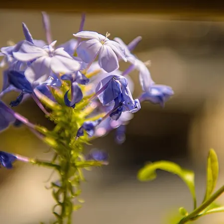 Appartamento Alpen-nest *