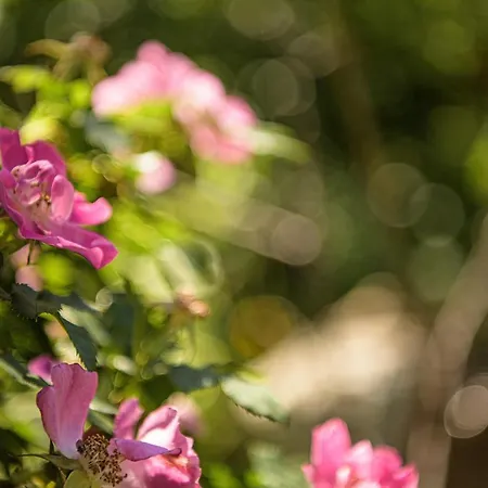 Alpen-nest Appartamento